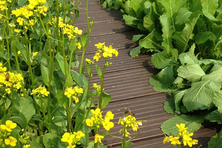 Roof Garden of Vanke Headquarters  exterior 
